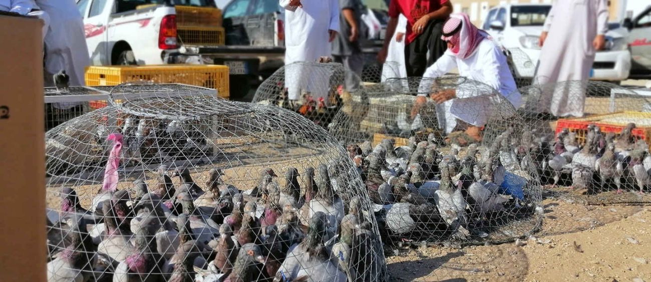 تربية الدواجن في السعودية