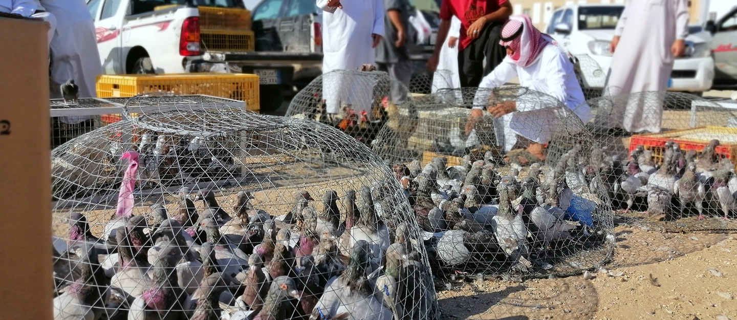 تربية الدواجن في السعودية